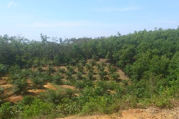 Fertile Agricultural Land for Sale Only 10 Mins from Raub Town (Q5500)