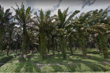 Fertile Agricultural Land for Sale Only 10 Mins from Raub Town (Q5500)