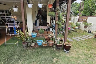 Anggerik Doritis @ Kota Kemuning