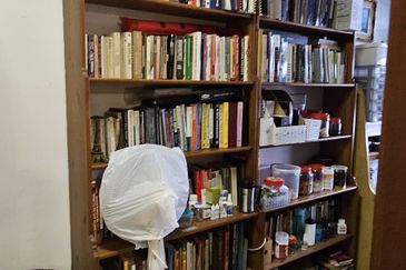 Anggerik Doritis @ Kota Kemuning