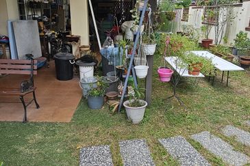 Anggerik Doritis @ Kota Kemuning