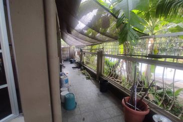 Anggerik Doritis @ Kota Kemuning