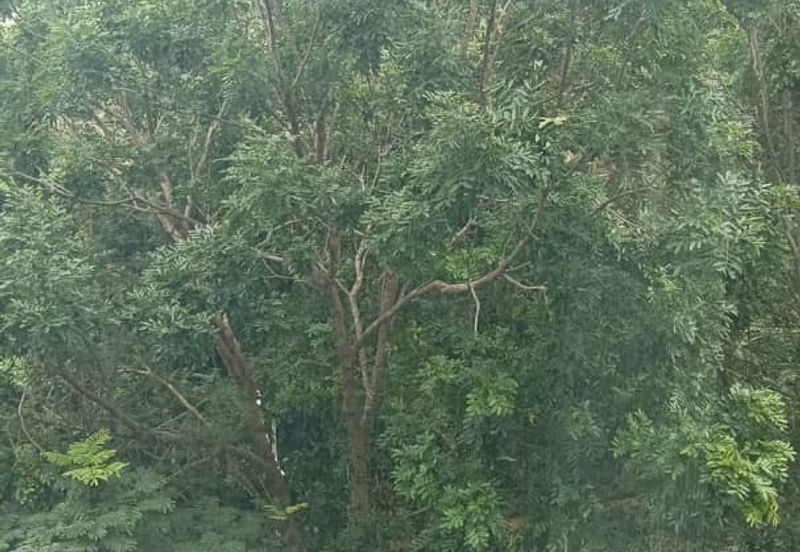 Gateway Kiaramas, Corporate Suites