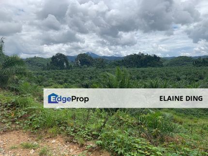 2500 ac Oil Palm Plantation Kuala Kangsar Perak, Perak, Kuala Kangsar