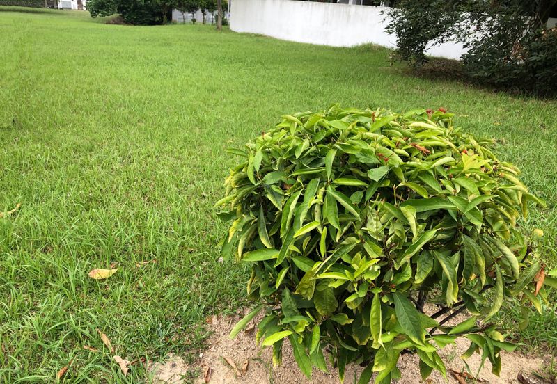 The Lotus of The Mines