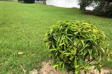 Mines Bukit Jalil Sungai Besi Seputeh Heights Bungalow Lot