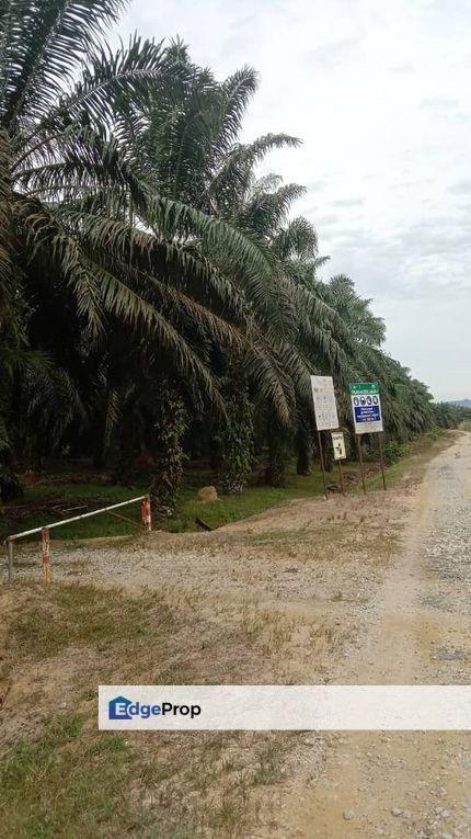 226 acres Oil Palm Plantation @ Perak, Kedah, Sungai Petani