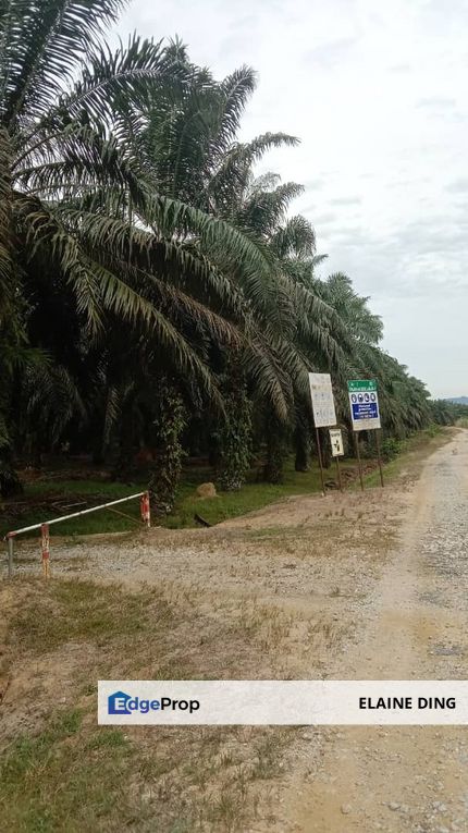 226 acres Oil Palm Plantation @ Perak, Kedah, Sungai Petani