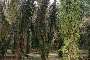 Bandar Sungai Petani