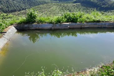 Rembau 81 acres Freehold Durian Orchard