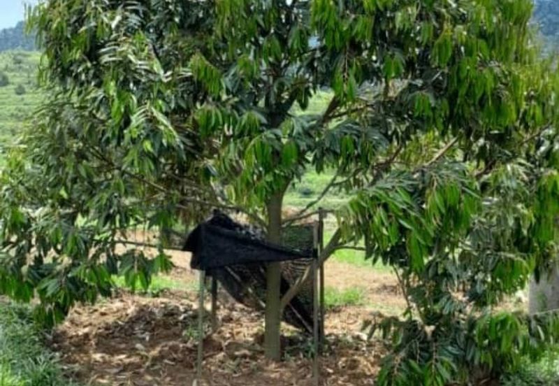 Rembau 81 acres Freehold Durian Orchard