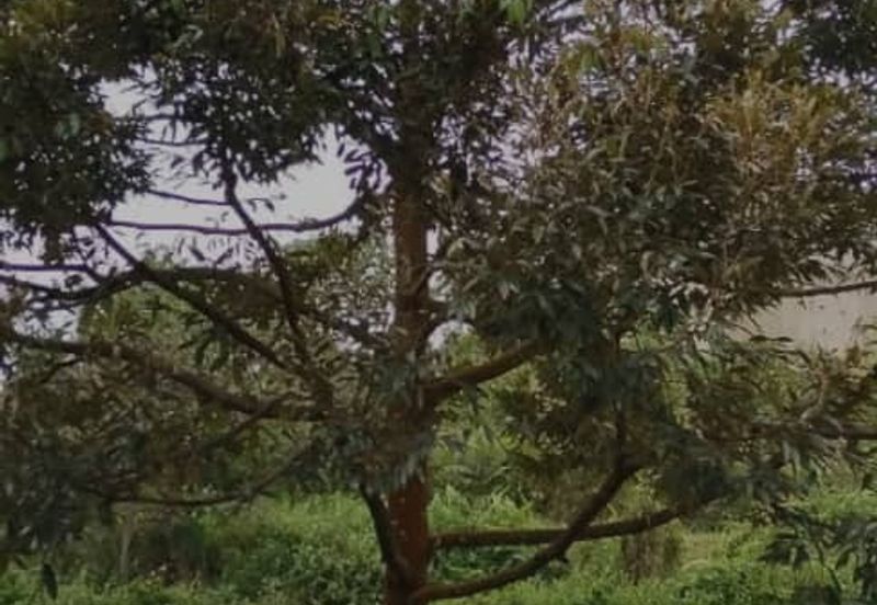 Rembau 81 acres Freehold Durian Orchard