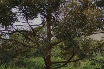 Rembau 81 acres Freehold Durian Orchard