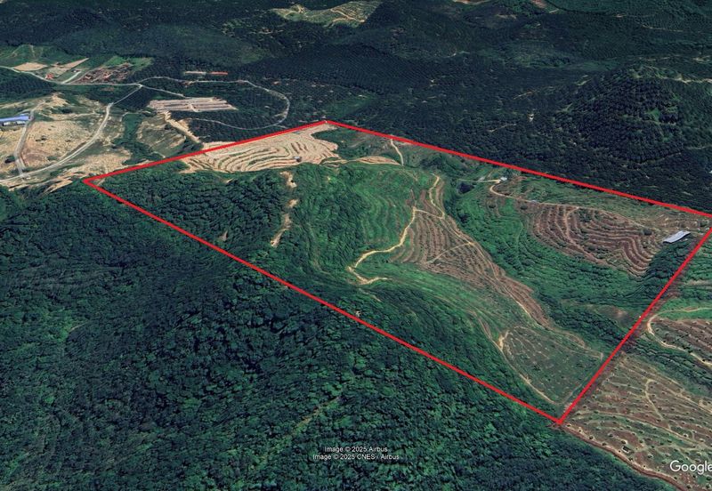 Rembau 81 acres Freehold Durian Orchard