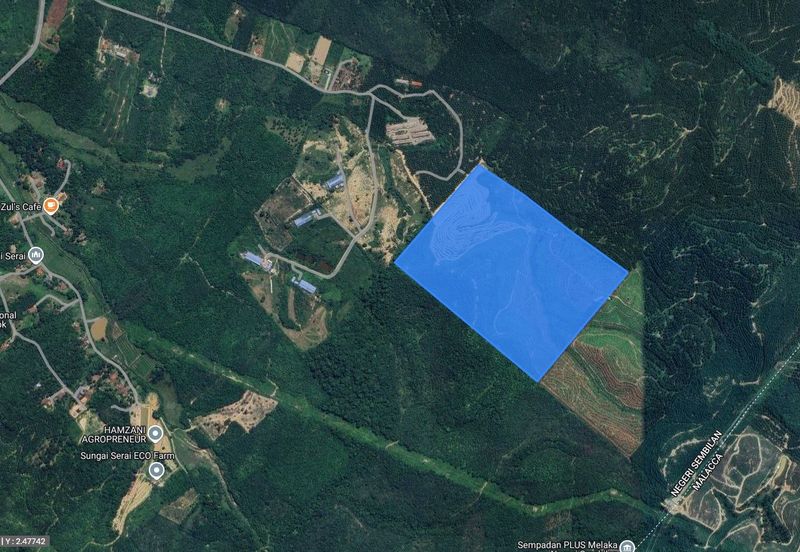 Rembau 81 acres Freehold Durian Orchard