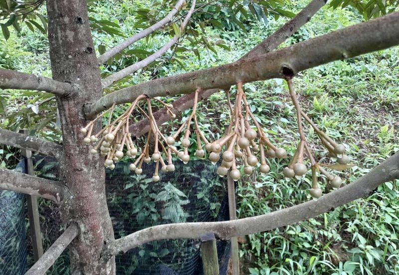 Rembau 81 acres Freehold Durian Orchard