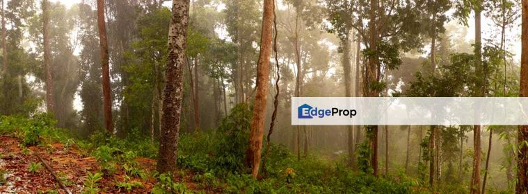 Tanarimba, Janda Baik is where you adopt the pace of nature, Pahang, Bentong
