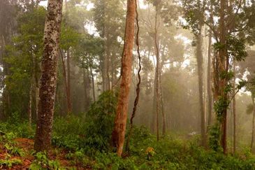 Tanarimba, Janda Baik is where you adopt the pace of nature