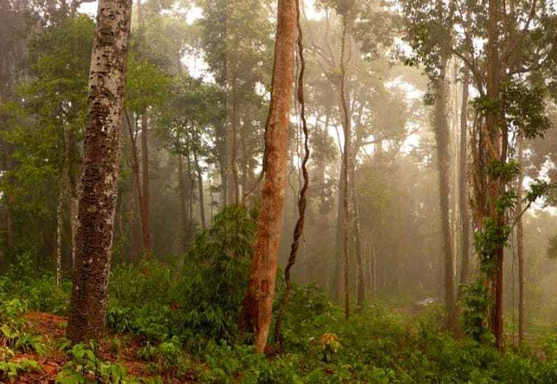 Tanarimba, Janda Baik is where you adopt the pace of nature