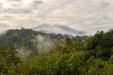Tanarimba, Janda Baik is where you adopt the pace of nature