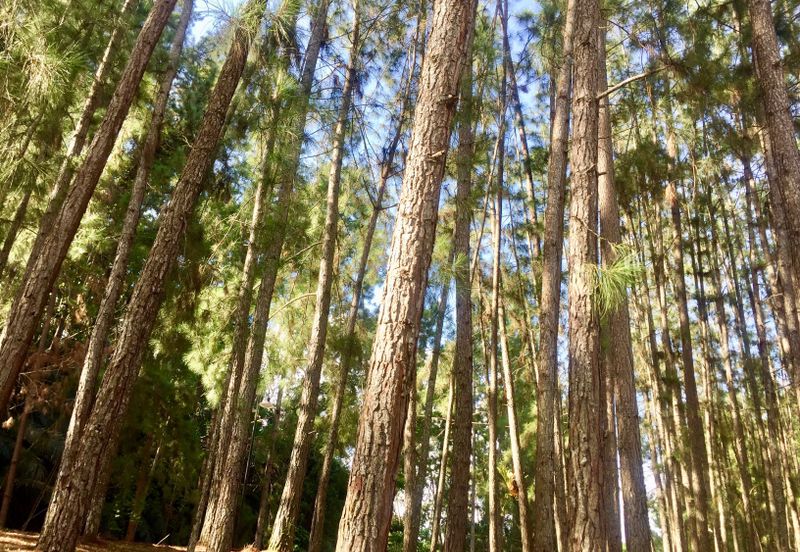 Tanarimba, Janda Baik is where you adopt the pace of nature