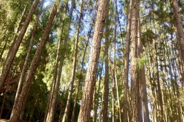 Tanarimba, Janda Baik is where you adopt the pace of nature