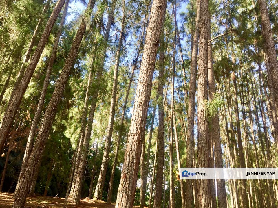 Tanarimba, Janda Baik is where you adopt the pace of nature, Pahang, Bentong