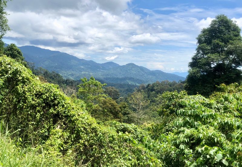 Tanarimba, Janda Baik is where you adopt the pace of nature