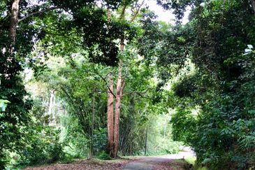 Tanarimba, Janda Baik is where you adopt the pace of nature