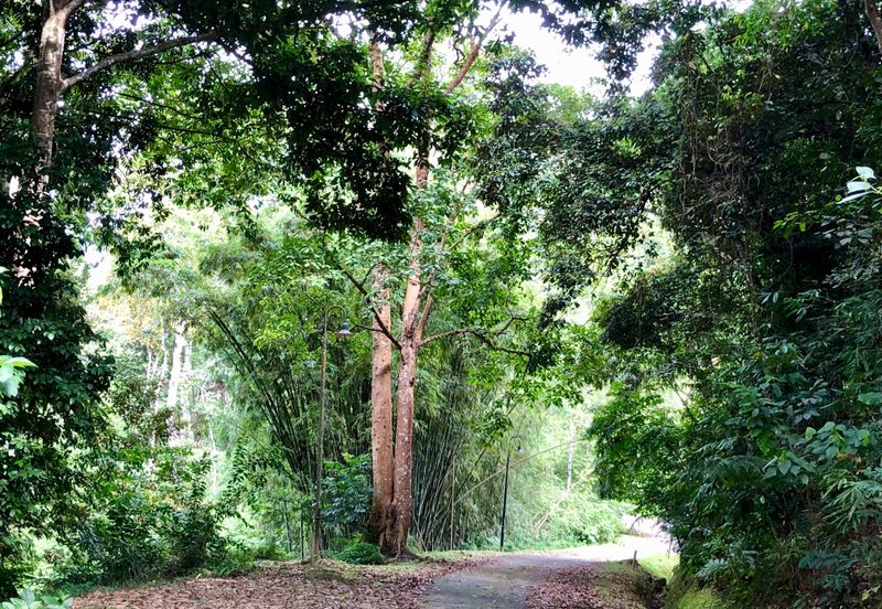 Tanarimba, Janda Baik is where you adopt the pace of nature