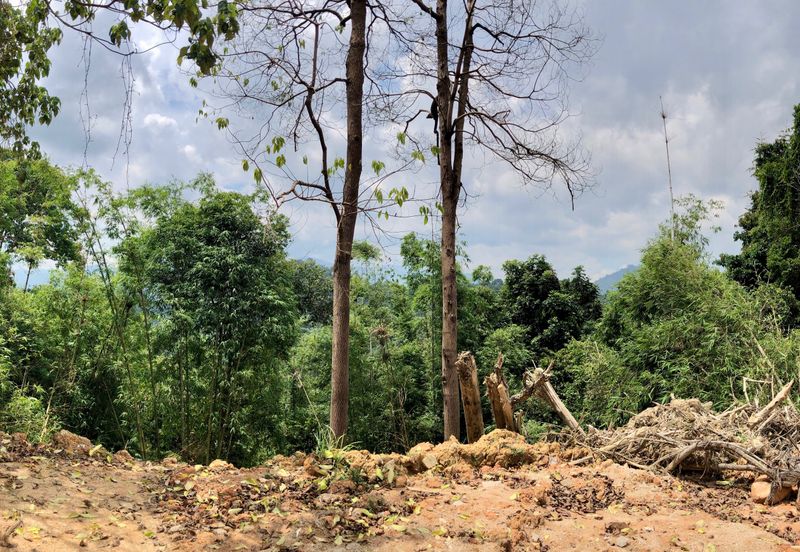 Tanarimba, Janda Baik is where you adopt the pace of nature