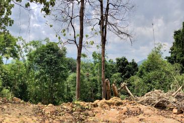 Tanarimba, Janda Baik is where you adopt the pace of nature