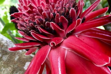 Tanarimba, Janda Baik is where you adopt the pace of nature