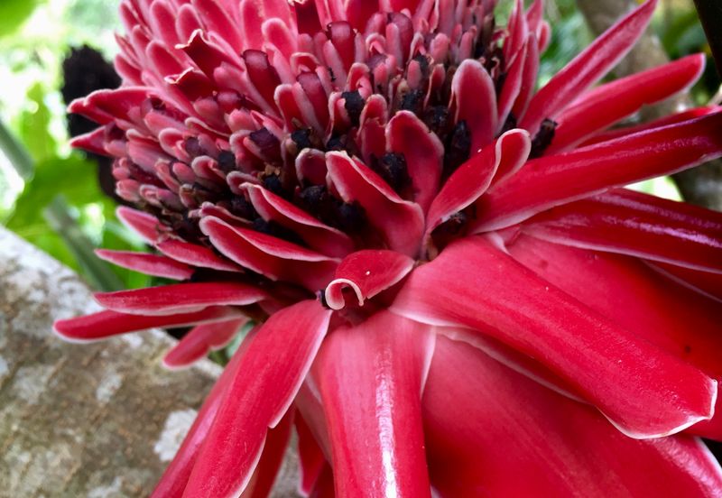 Tanarimba, Janda Baik is where you adopt the pace of nature