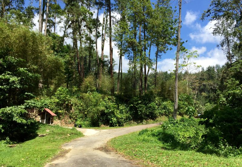 Tanarimba, Janda Baik is where you adopt the pace of nature