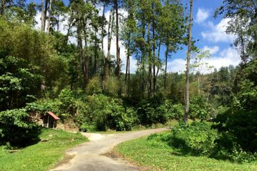 Tanarimba, Janda Baik is where you adopt the pace of nature