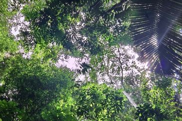 Newly listed River Plot in Tanarimba, Janda Baik for Sale