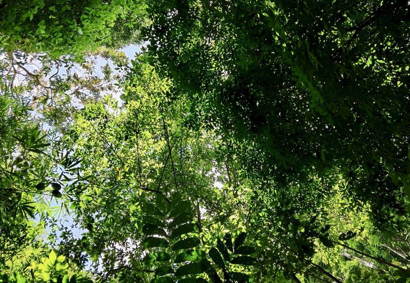 Newly listed River Plot in Tanarimba, Janda Baik for Sale