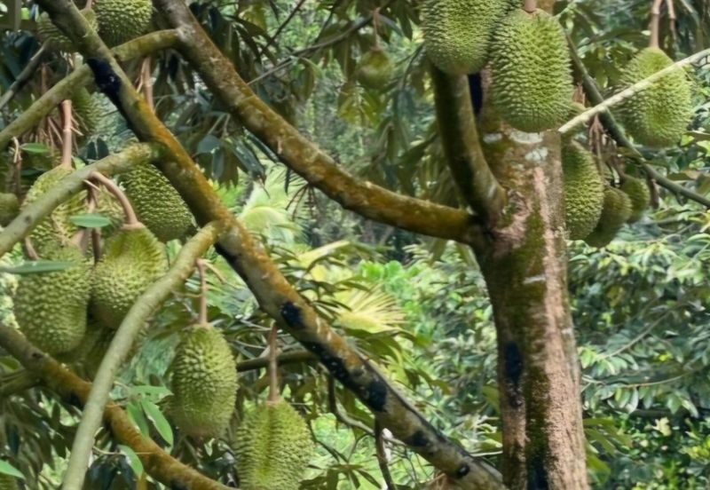 Bentong Durian