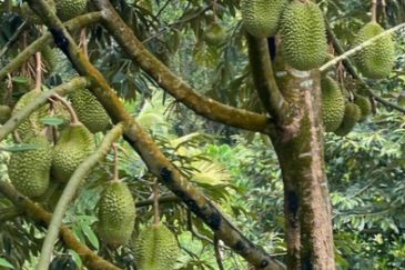 Bentong Durian