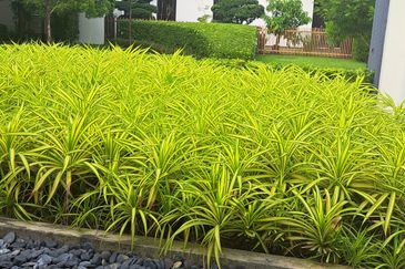 Terraza @ ECO Sanctuary - Safe, Confort, Peaceful & Realx Place to Live.