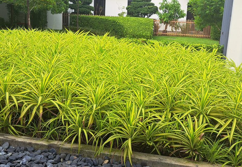 Terraza @ Eco Sanctuary