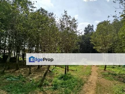 10 acre 沉香园 Eagle Wood/ Agarwood/ Aloeswood, Agriculture Land @ ULU TIRAM, Johor, Johor, Ulu Tiram