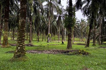 Taman Perindustrian Senai