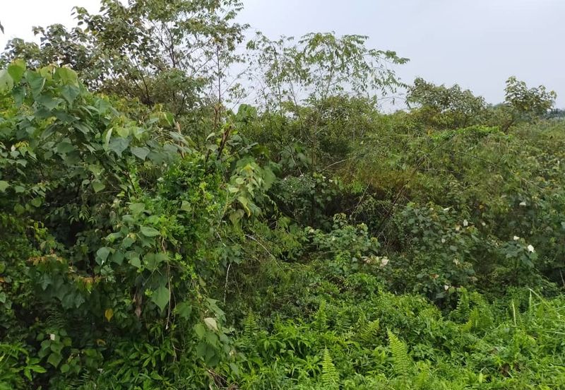 Seelong Agriculture Land For Sales