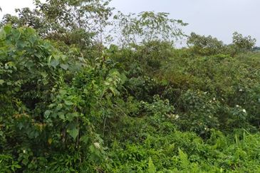 Seelong Agriculture Land For Sales