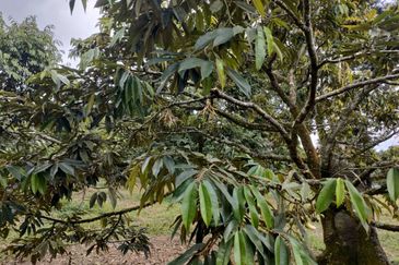 Agricultural Land for sale in Ulu Tiram