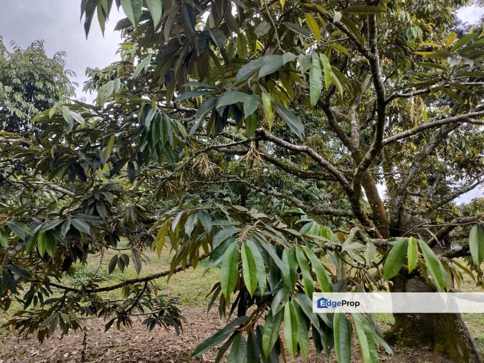 Agricultural Land for sale in Ulu Tiram, Johor, Ulu Tiram