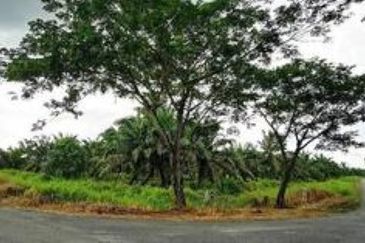 Rimba Terjun Pontian