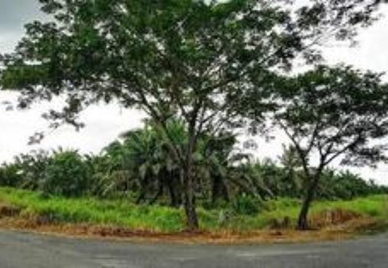 Rimba Terjun Pontian